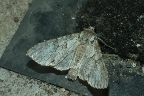 Polia nebulosa